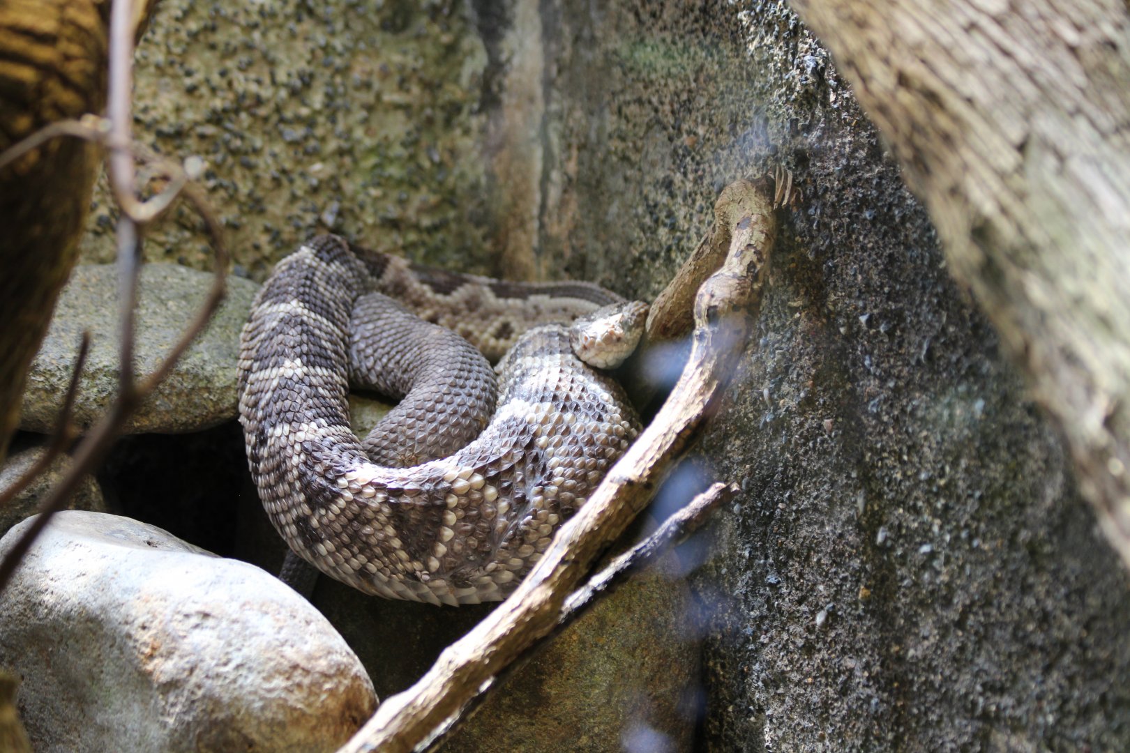 Central American Rattlesnake - Mar 2019