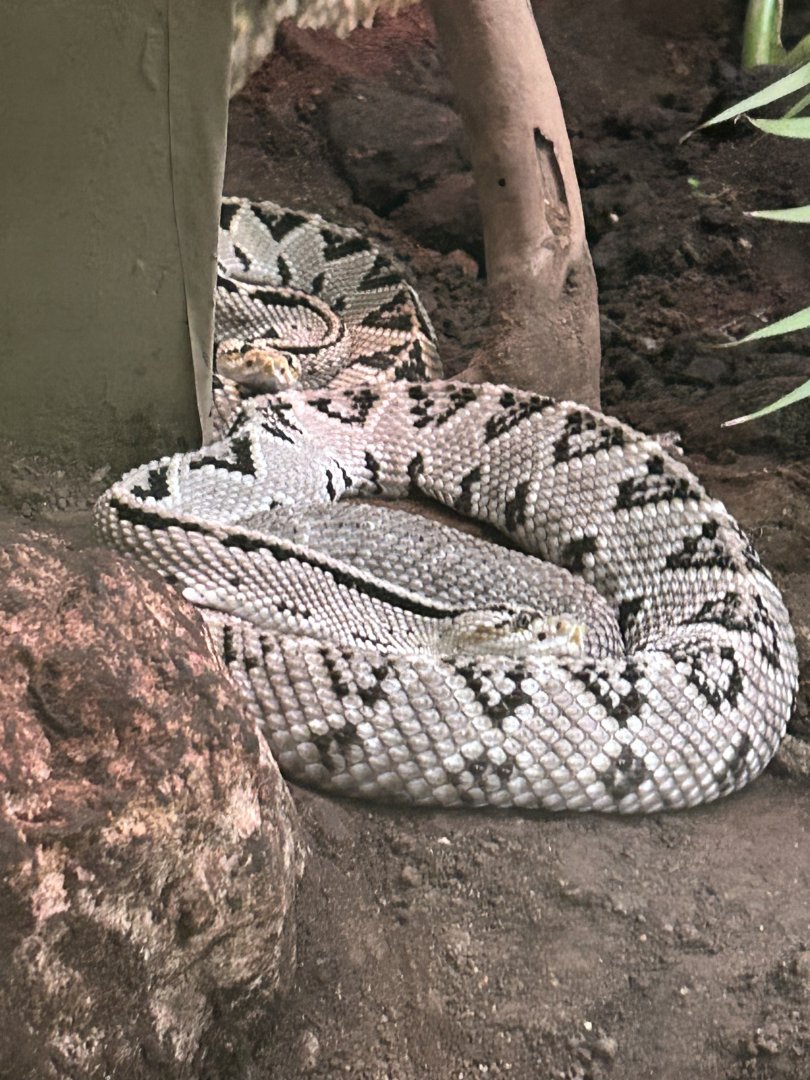 Central American Rattlesnake