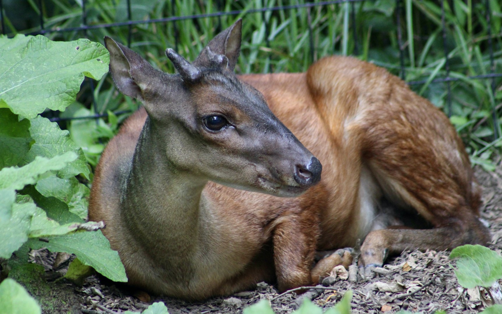 Central American Red Brocket Deer (Mazama temama) male