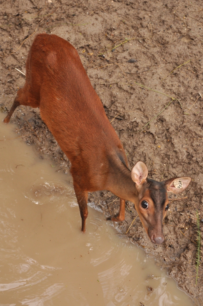 Central American red brocket (Mazama temama)