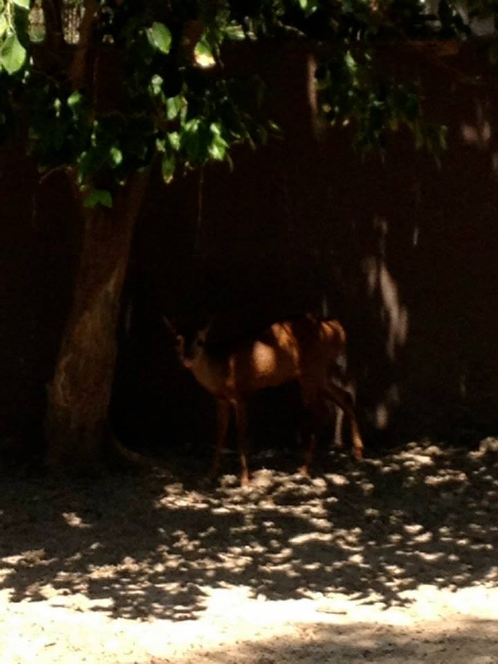 Central american red brocket (Mazama temama)
