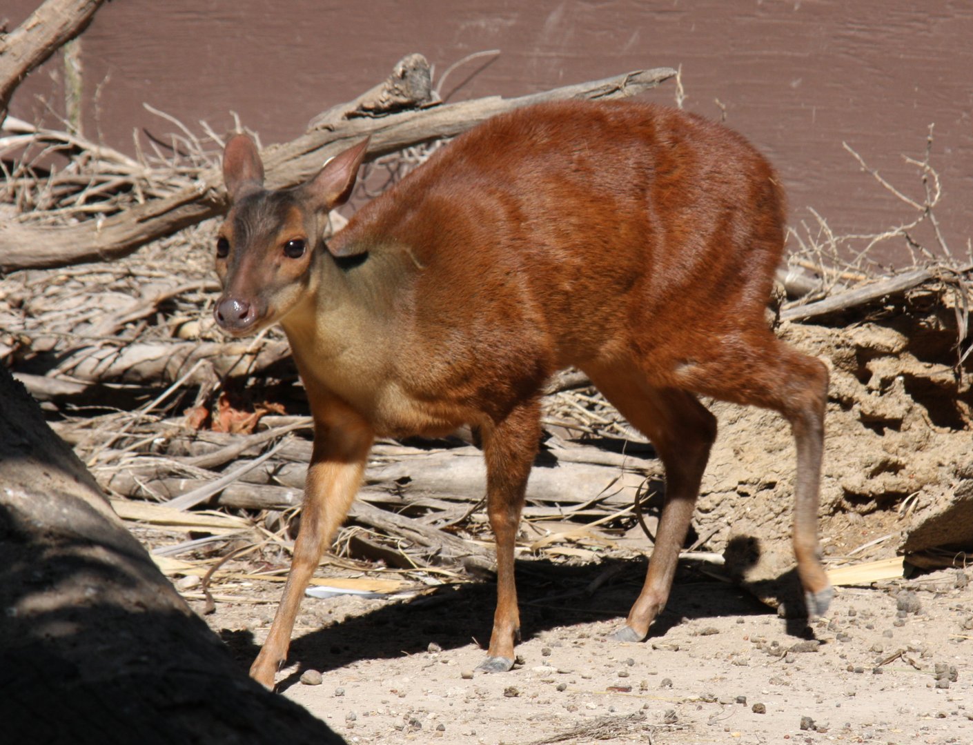 Central American red brocket (Mazama temama)
