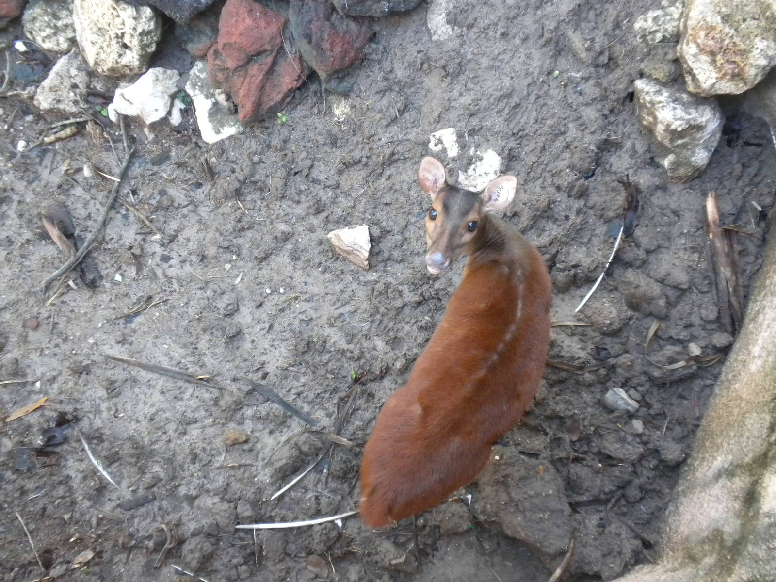 Central American Red Brocket