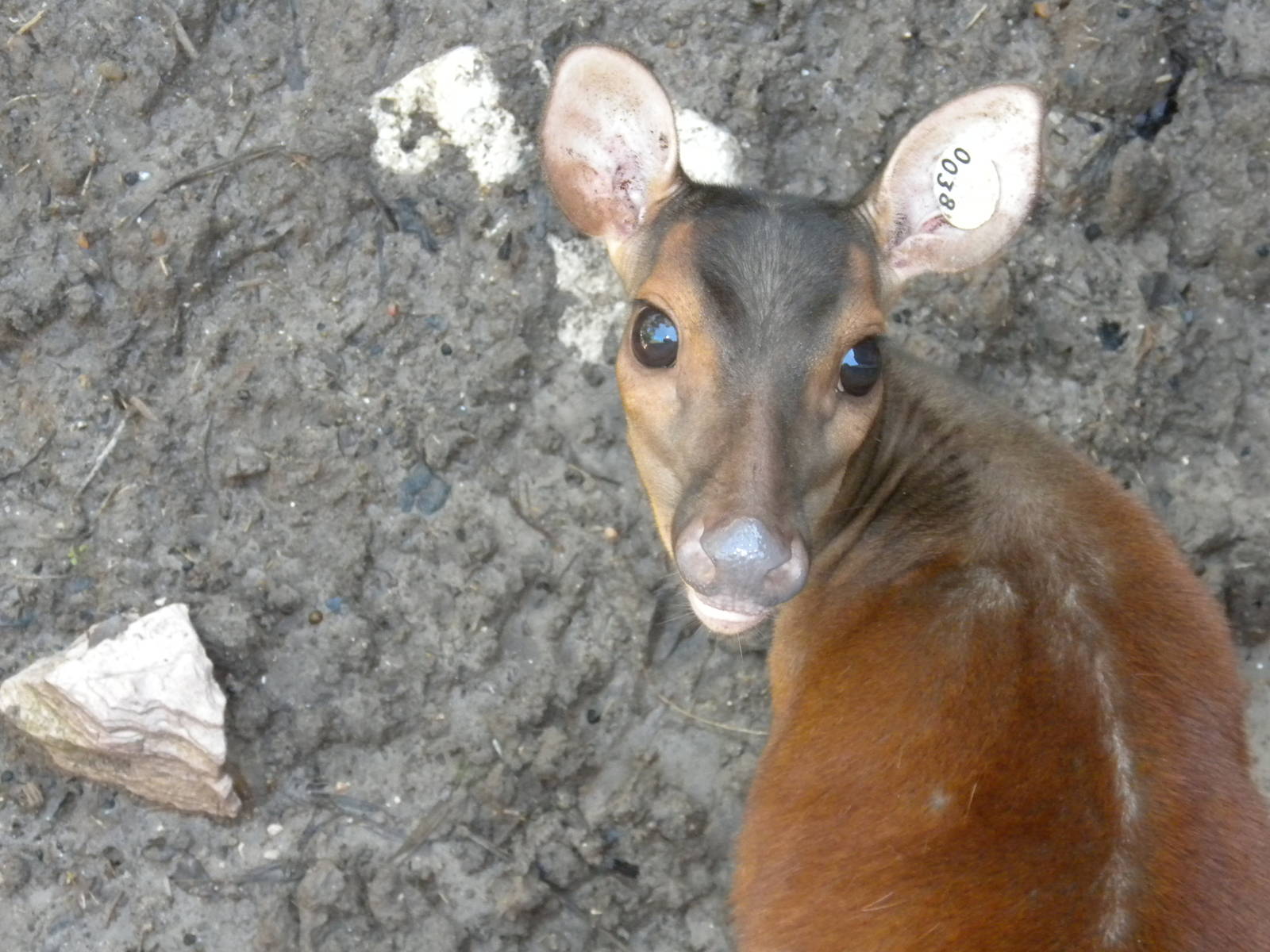 Central American Red Brocket