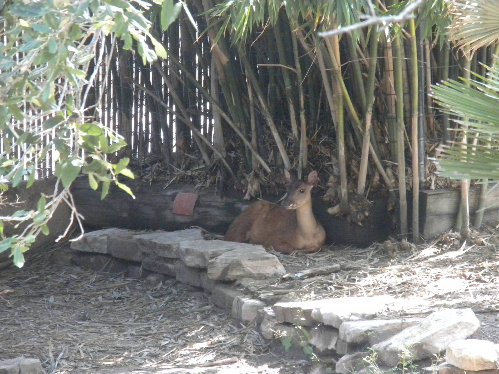 Central American Red Brocket