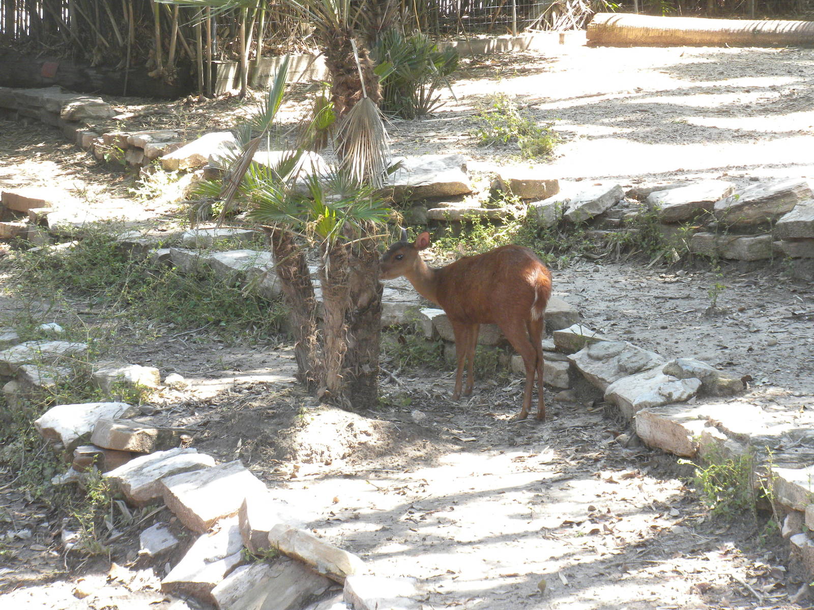 Central American Red Brocket