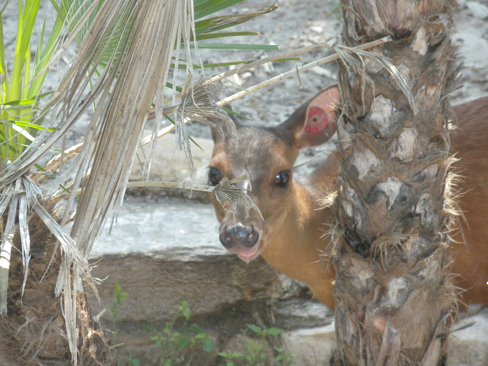 Central American Red Brocket