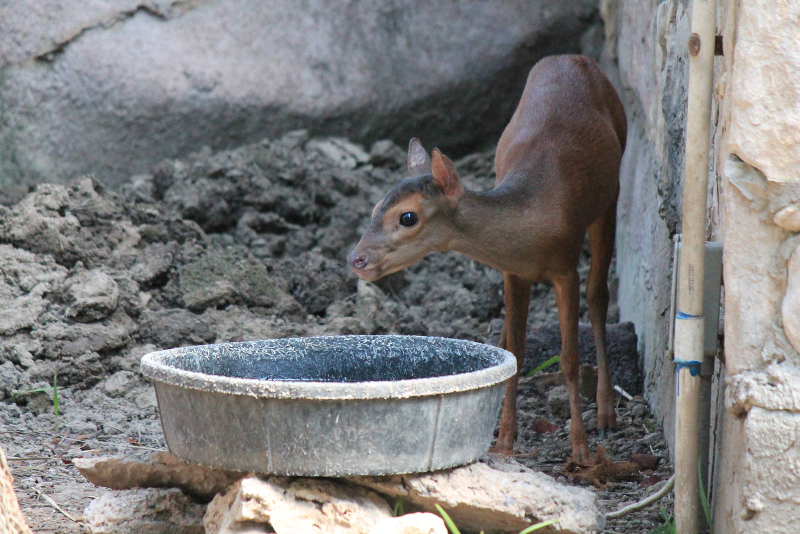 Central American Red Brocket