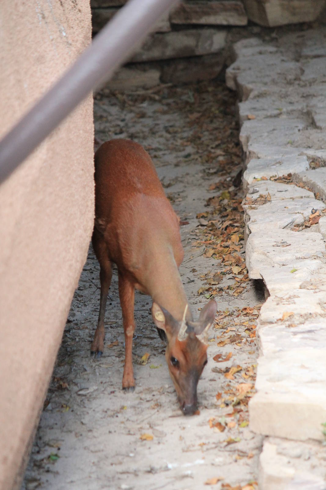 Central American Red Brocket