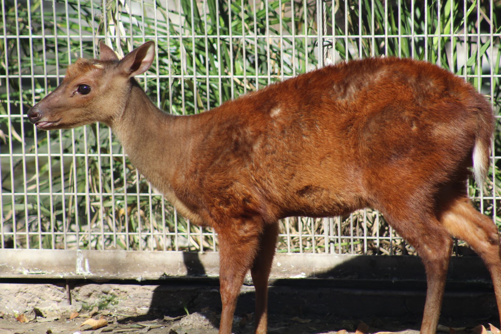 Central American Red Brocket