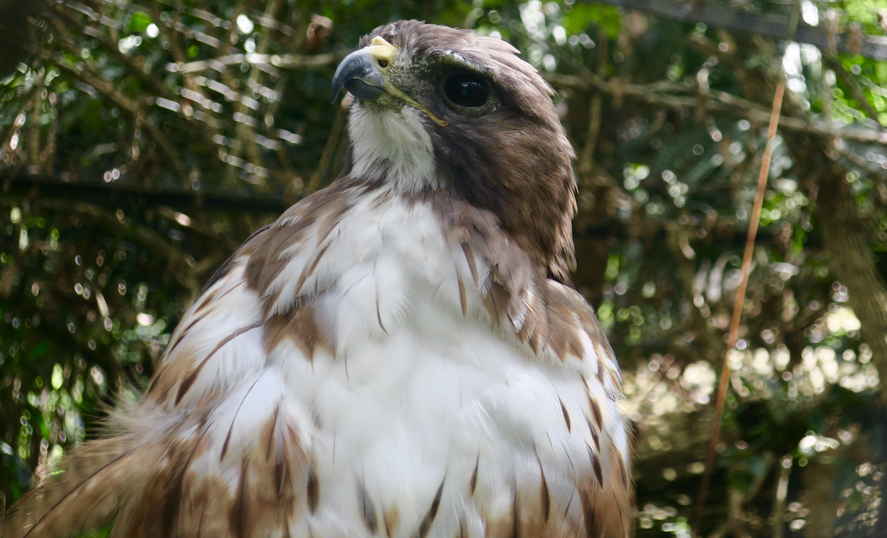 Central American Red-Tailed Hawk (Buteo jamaicensis costaricensis)