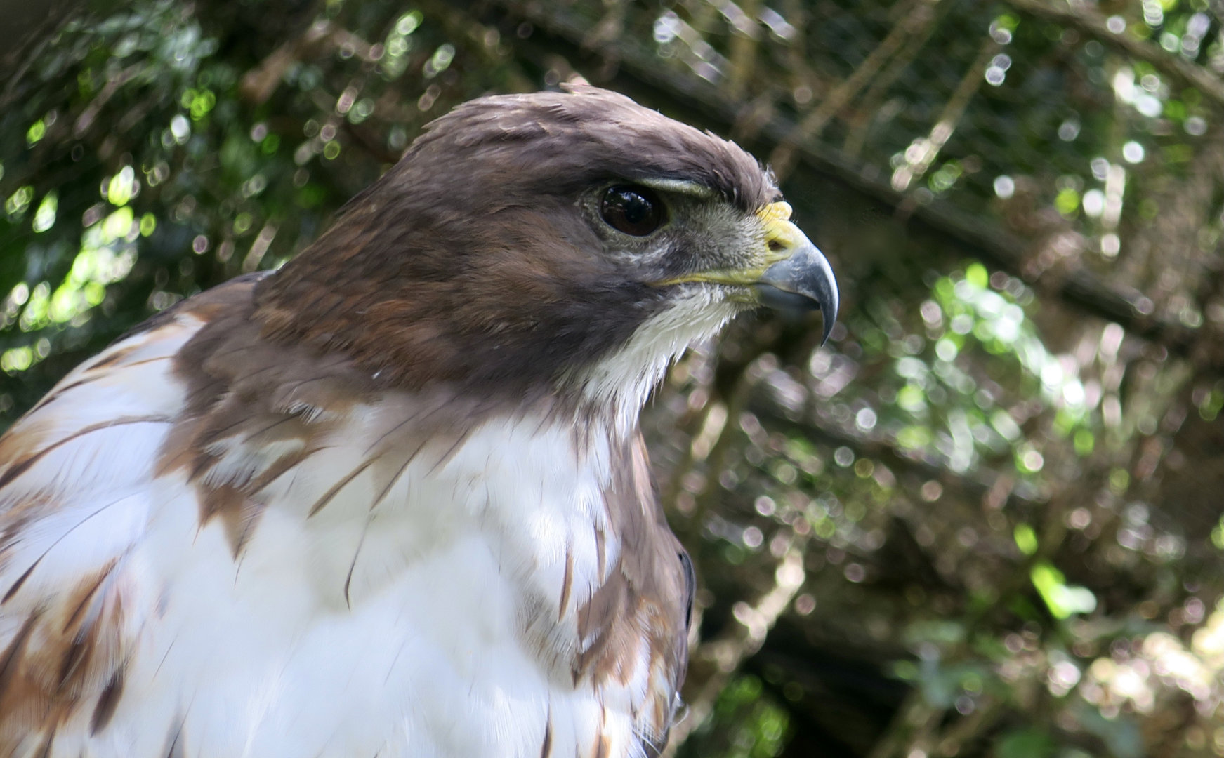 Central American Red-Tailed Hawk (Buteo jamaicensis costaricensis)