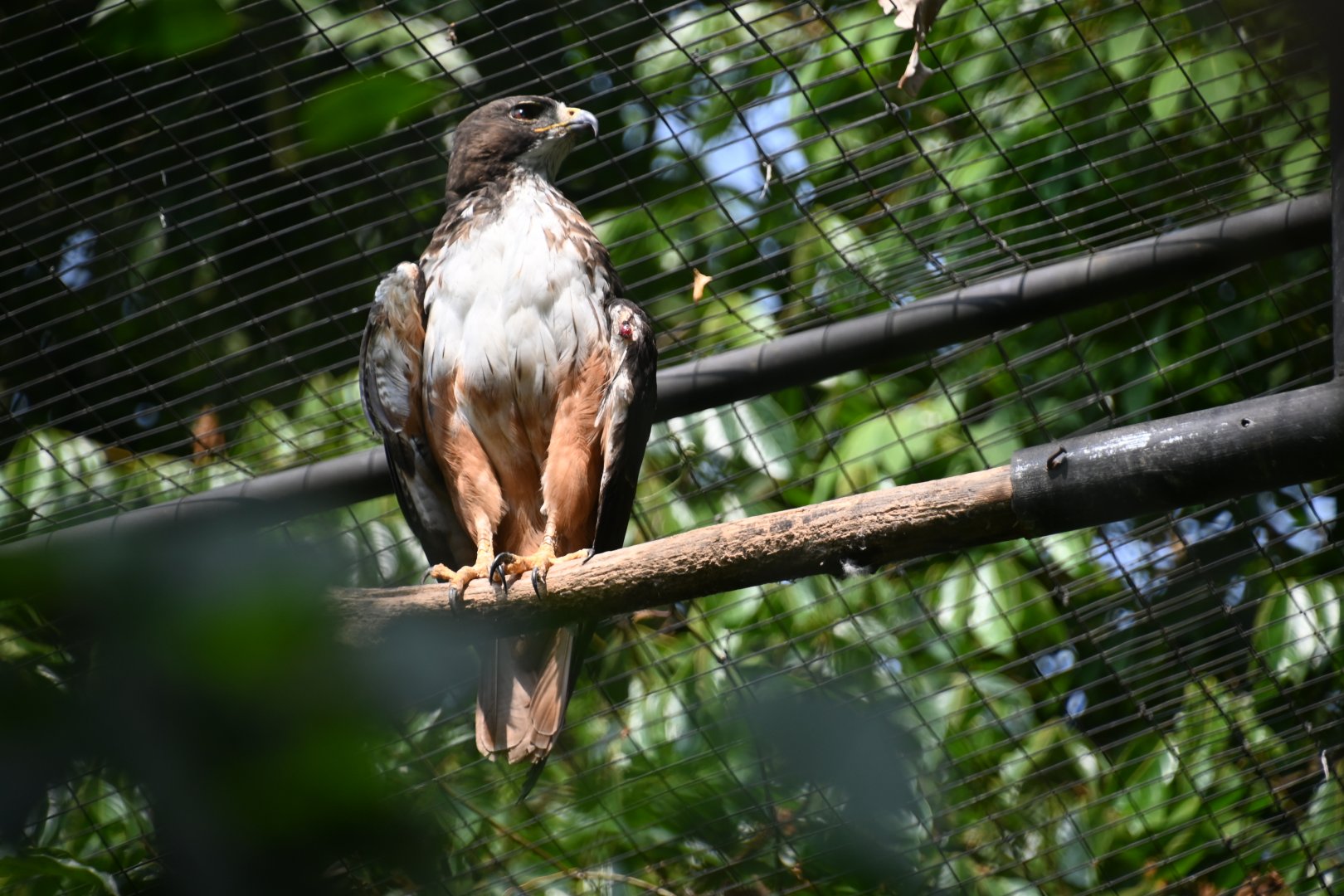 Central American red-tailed hawk (Buteo jamaicensis costaricensis)