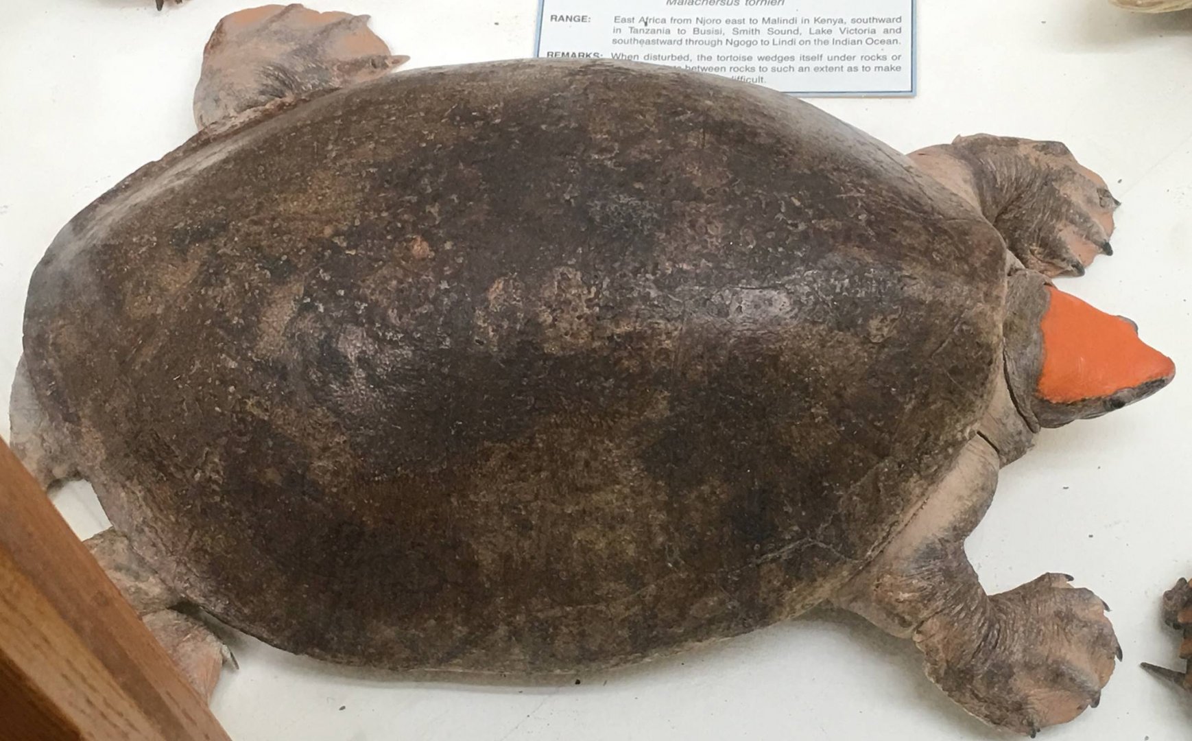 Central American river turtle (Dermatemys mawii)