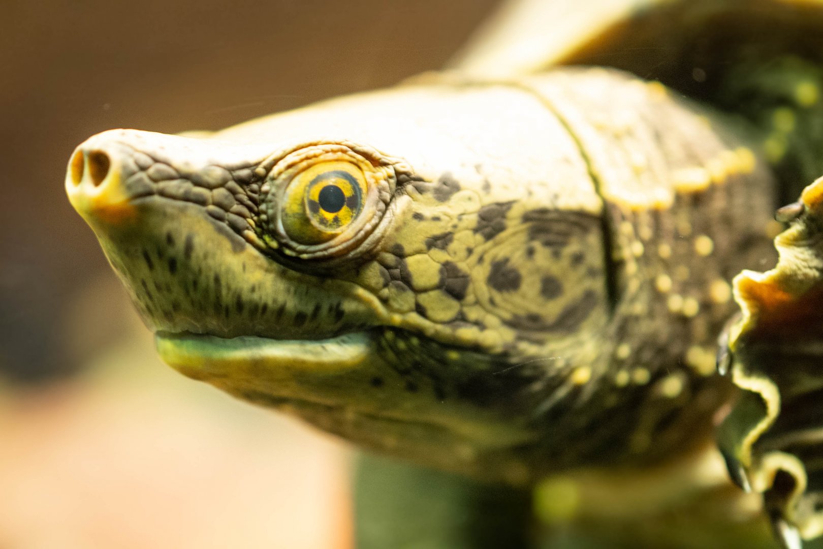 Central American River Turtle- (Dermatemys mawii)