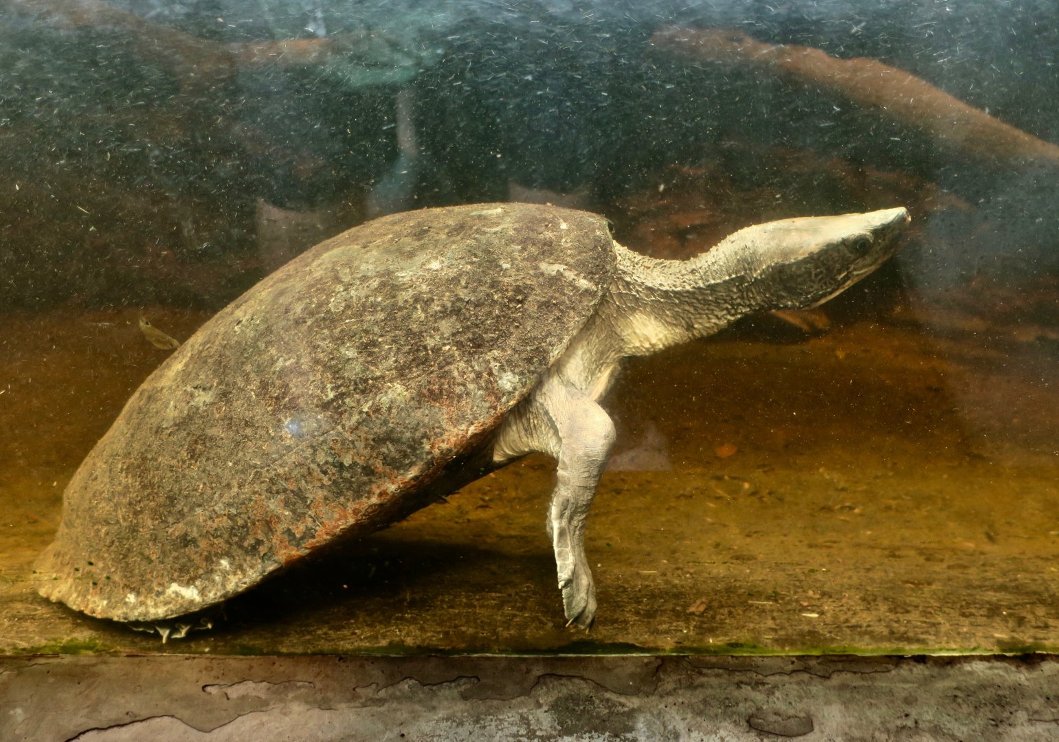 Central American River Turtle (Dermatemys mawii)