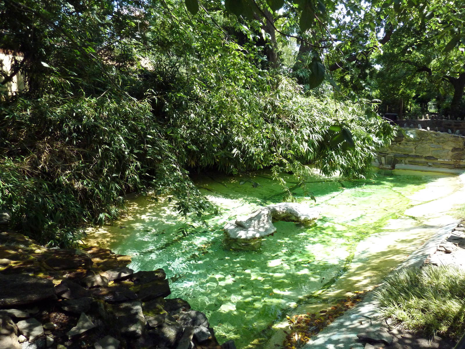 Central American River Turtle Exhibit