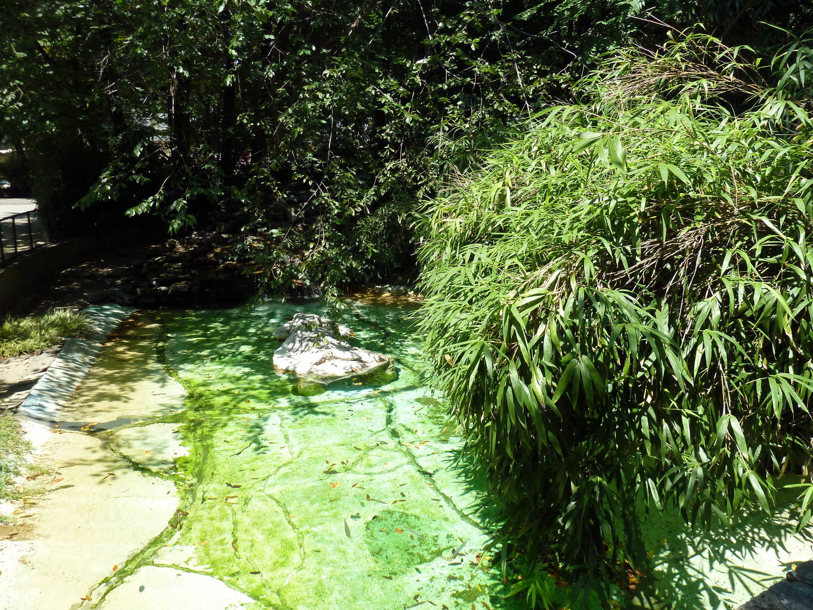 Central American River Turtle Exhibit
