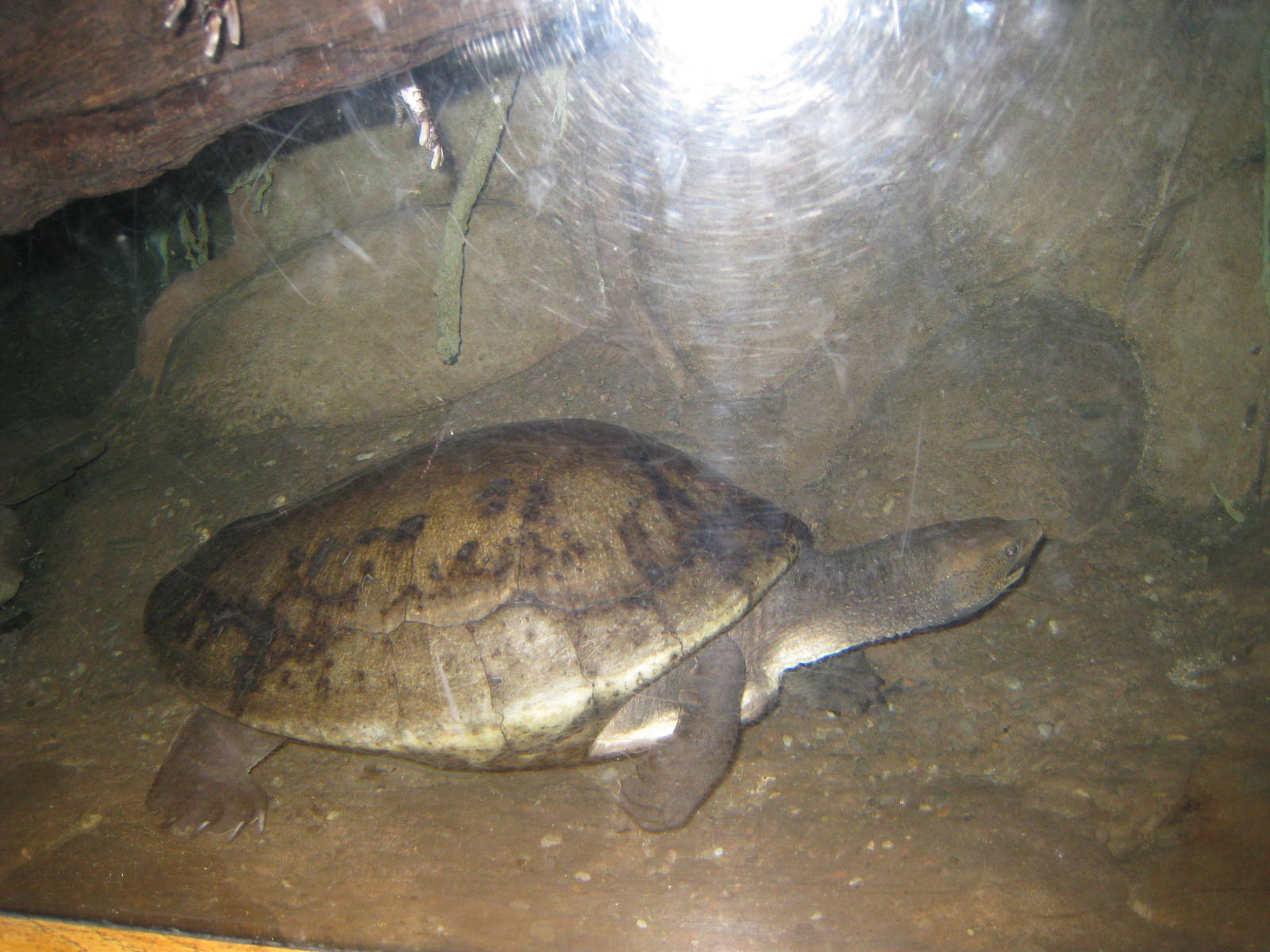 Central-American River Turtle