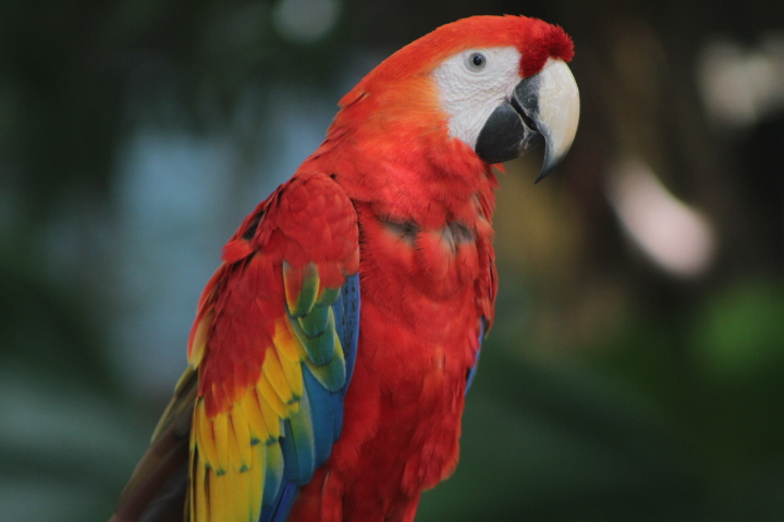 Central American scarlet macaw (Ara macao cyanopterus) - Jakarta Bird Land
