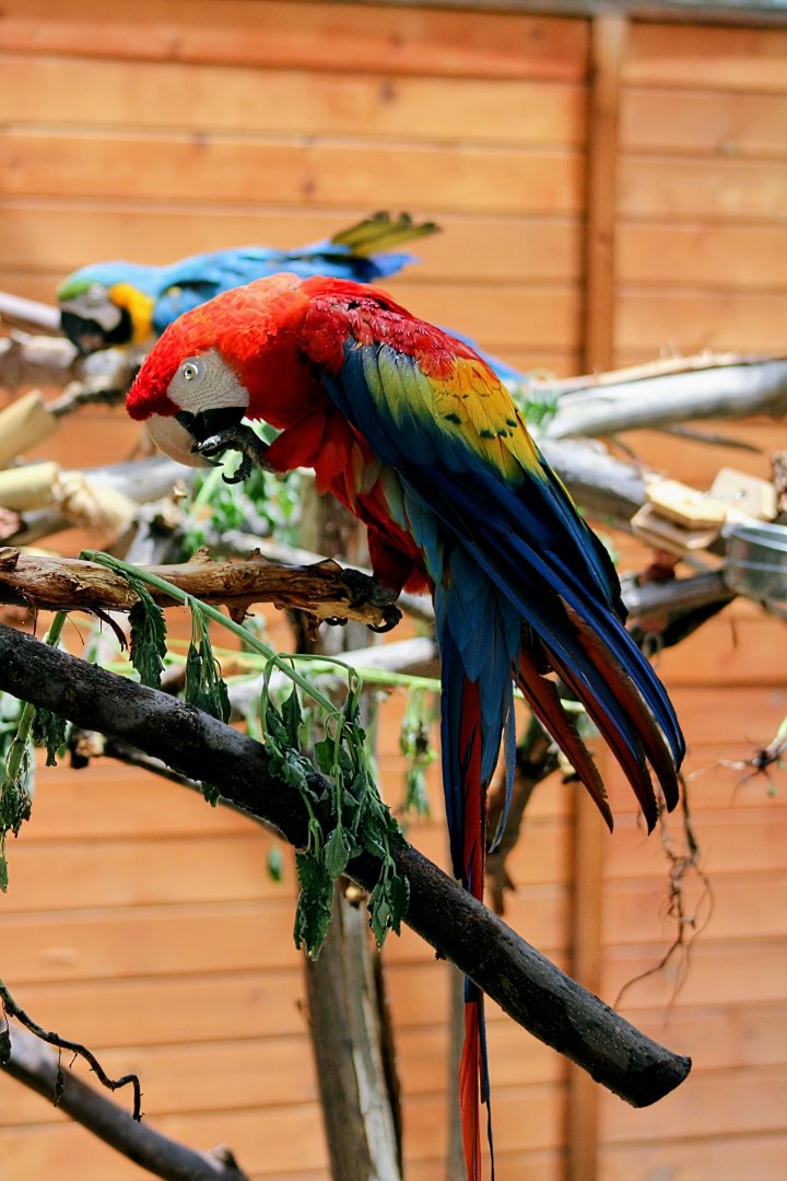 Central American Scarlet Macaw [May 26, 2022]