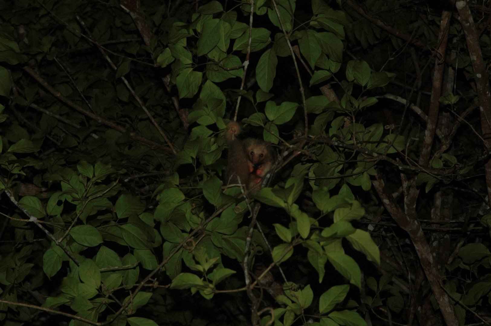 Central American Silky Anteater (Cyclopes dorsalis)