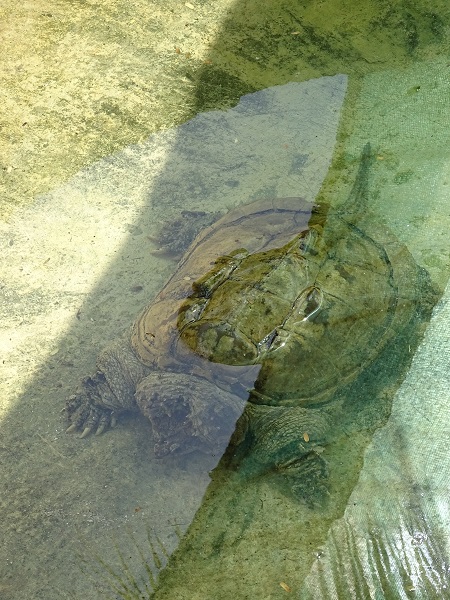 Central-American snapping turtle (Chelydra rossignonii)