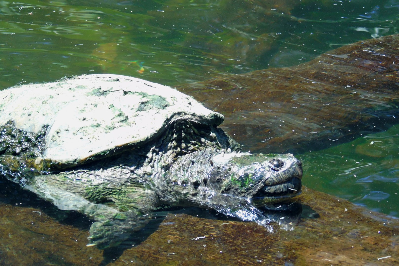 Central American snapping turtle (Chelydra rossignonii)