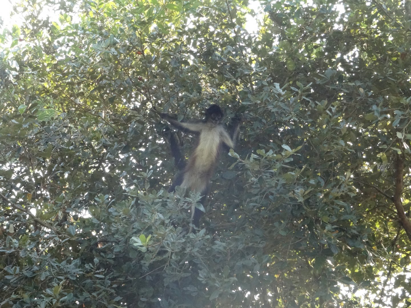 Central American Spider Monkey