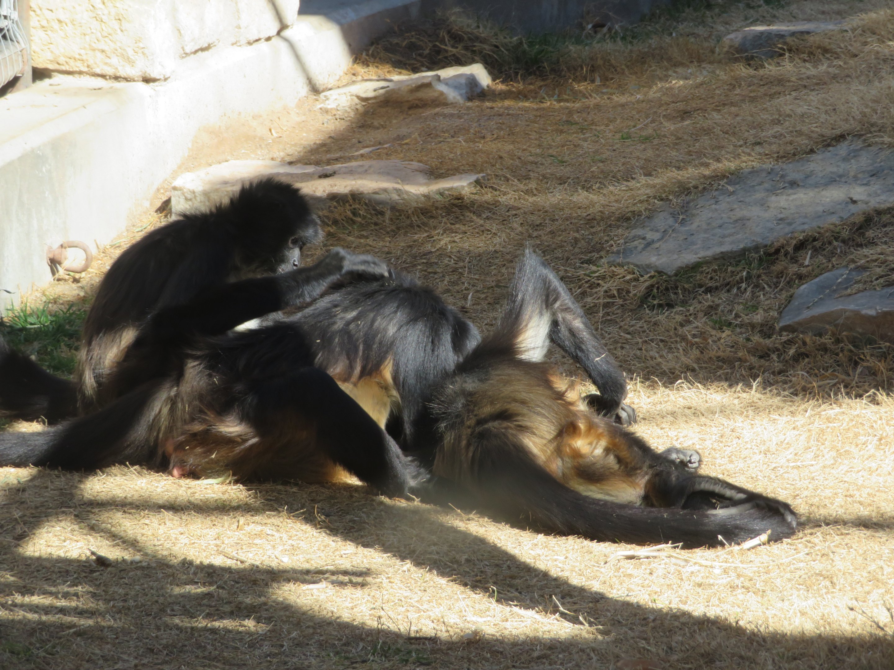 Central American Spider Monkeys