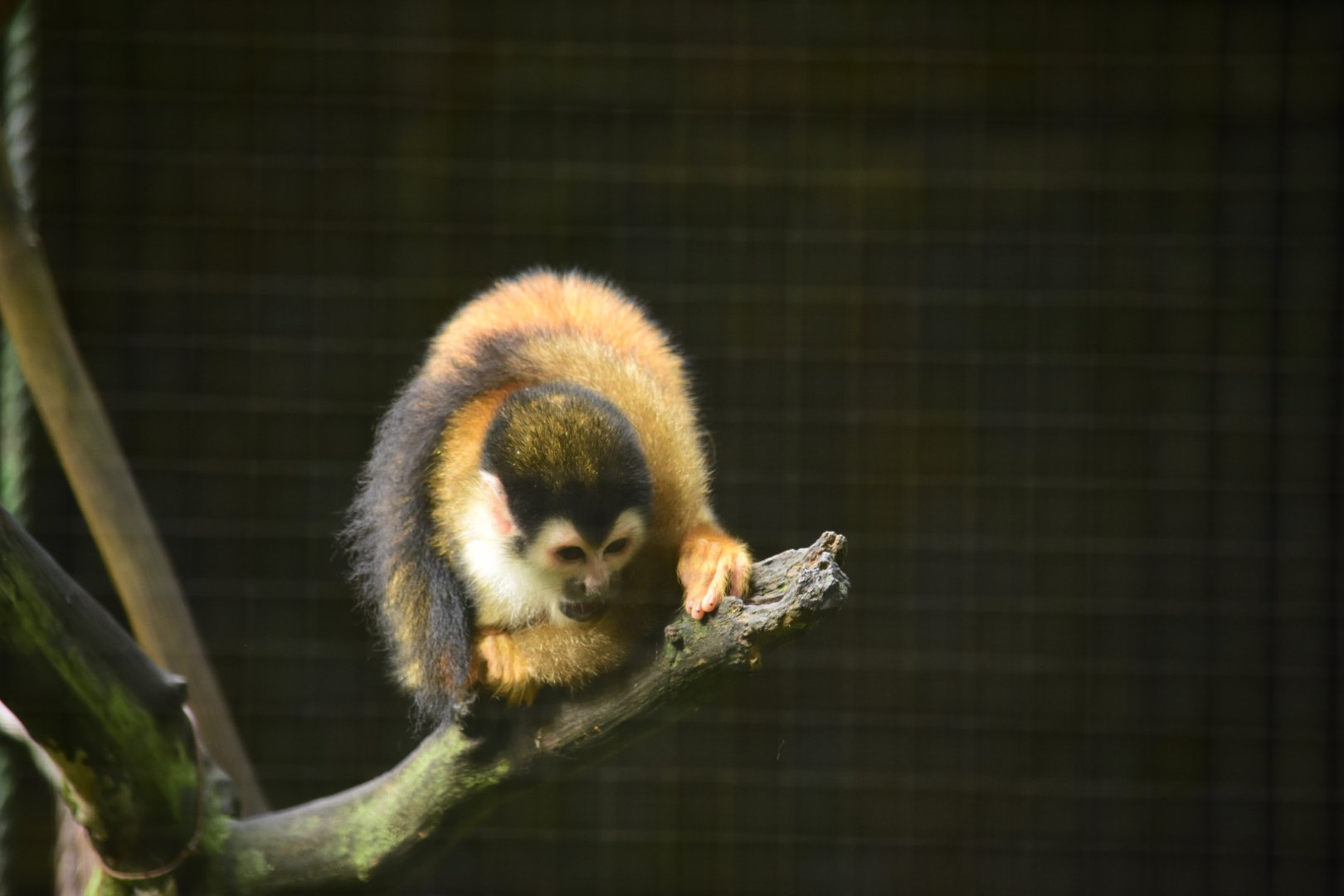 Central American squirrel monkey (?) (Saimiri oerstedii)