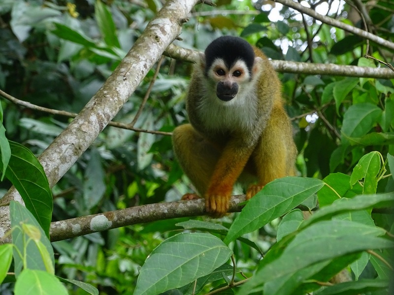 Central-American squirrel monkey