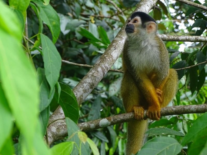 Central-American squirrel monkey