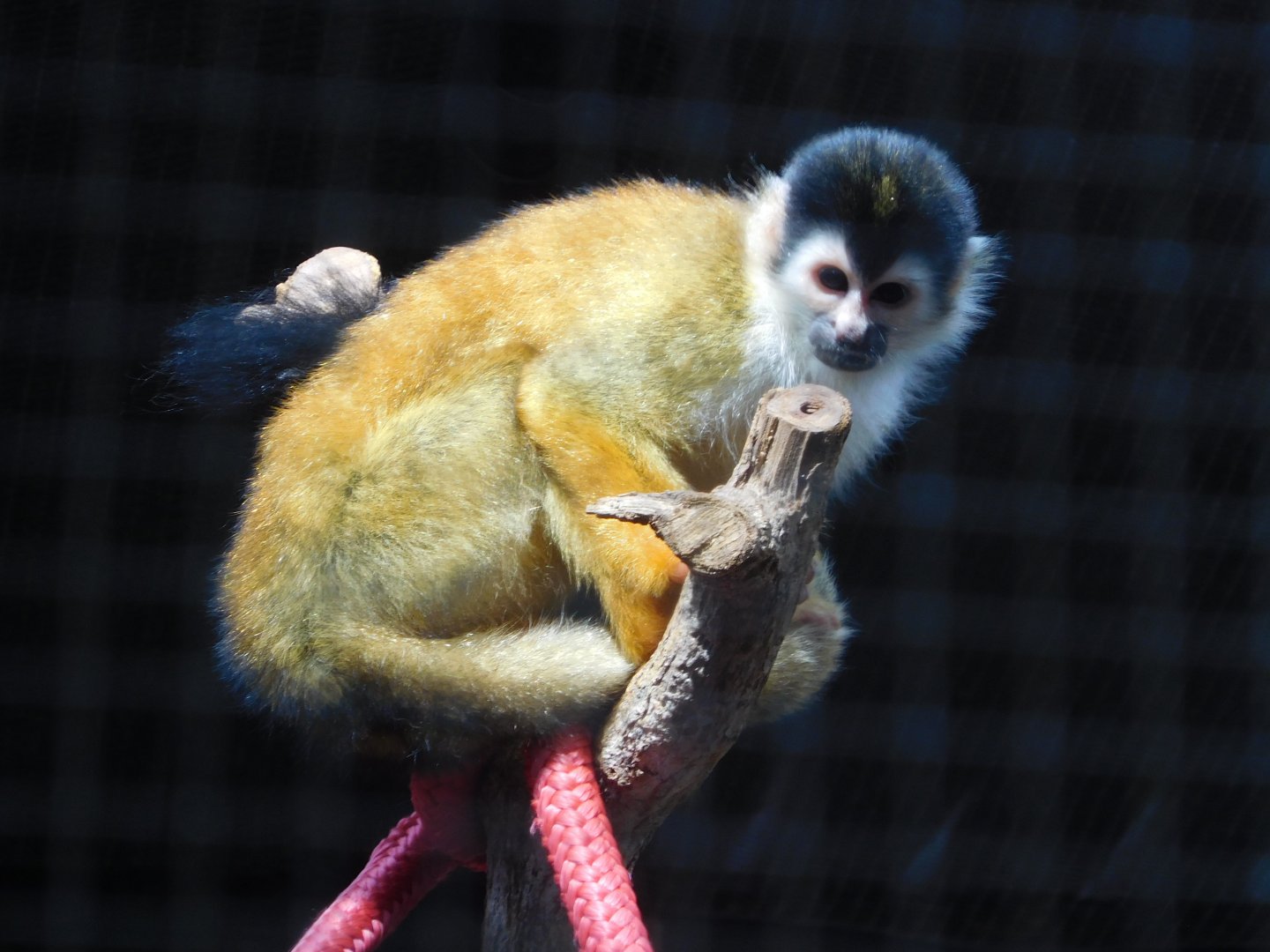 Central American squirrel monkey