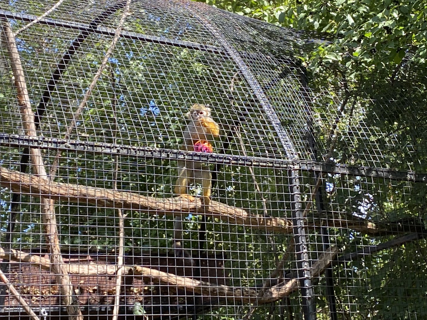 Central American Squirrel Monkey