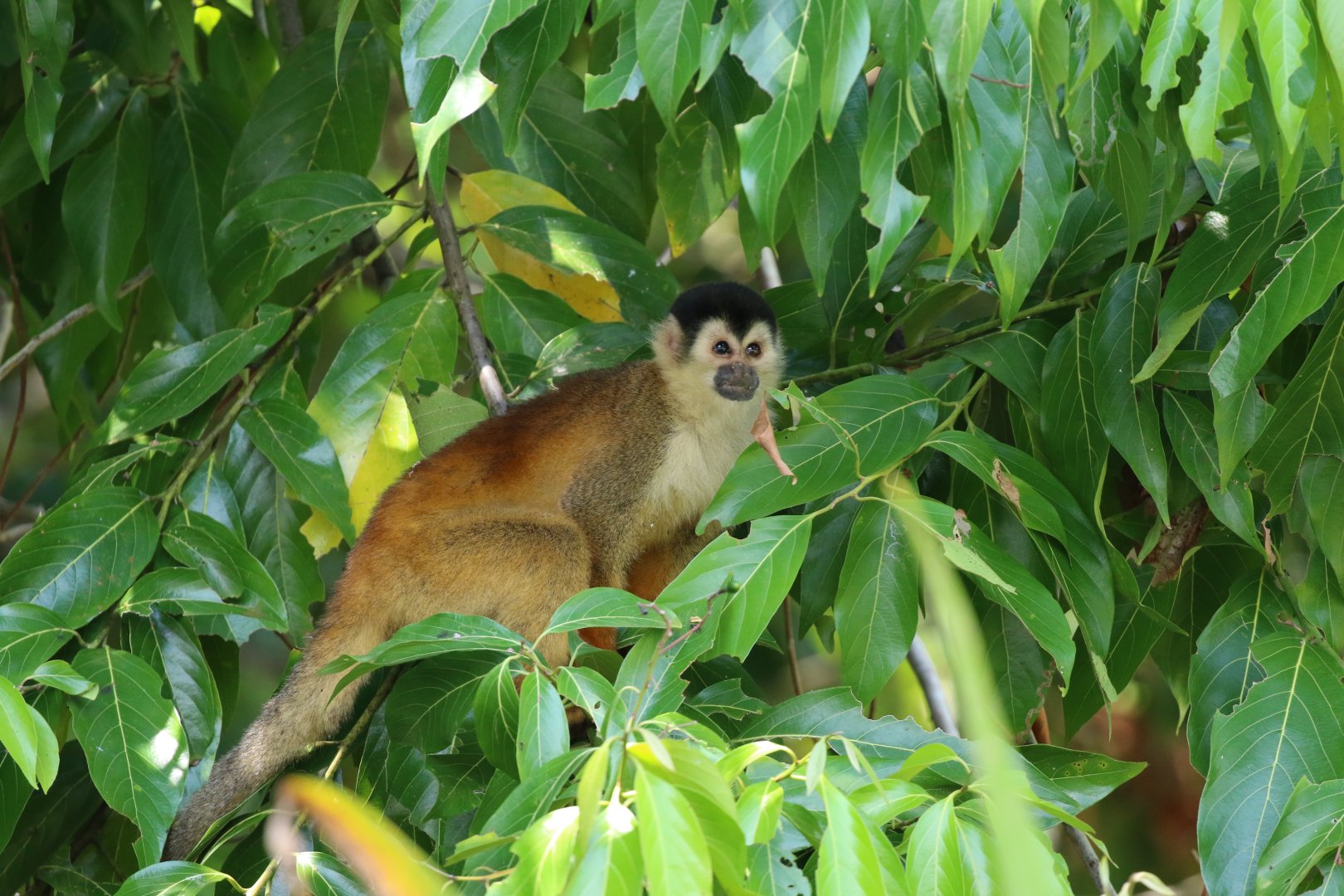 Central American Squirrel Monkey