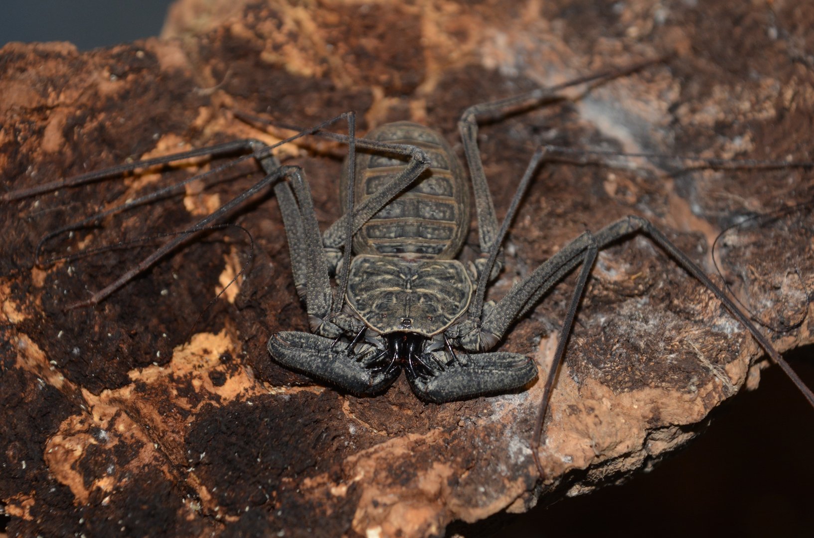 Central American tailless whip scorpion (Phrynus whitei)