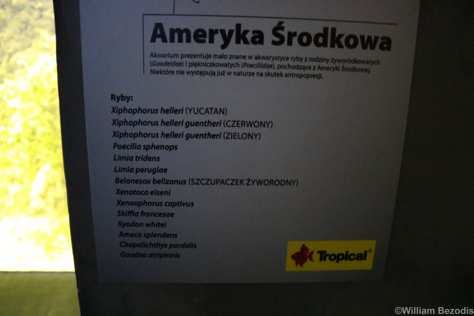 Central American Tank Species (mostly livebearers)