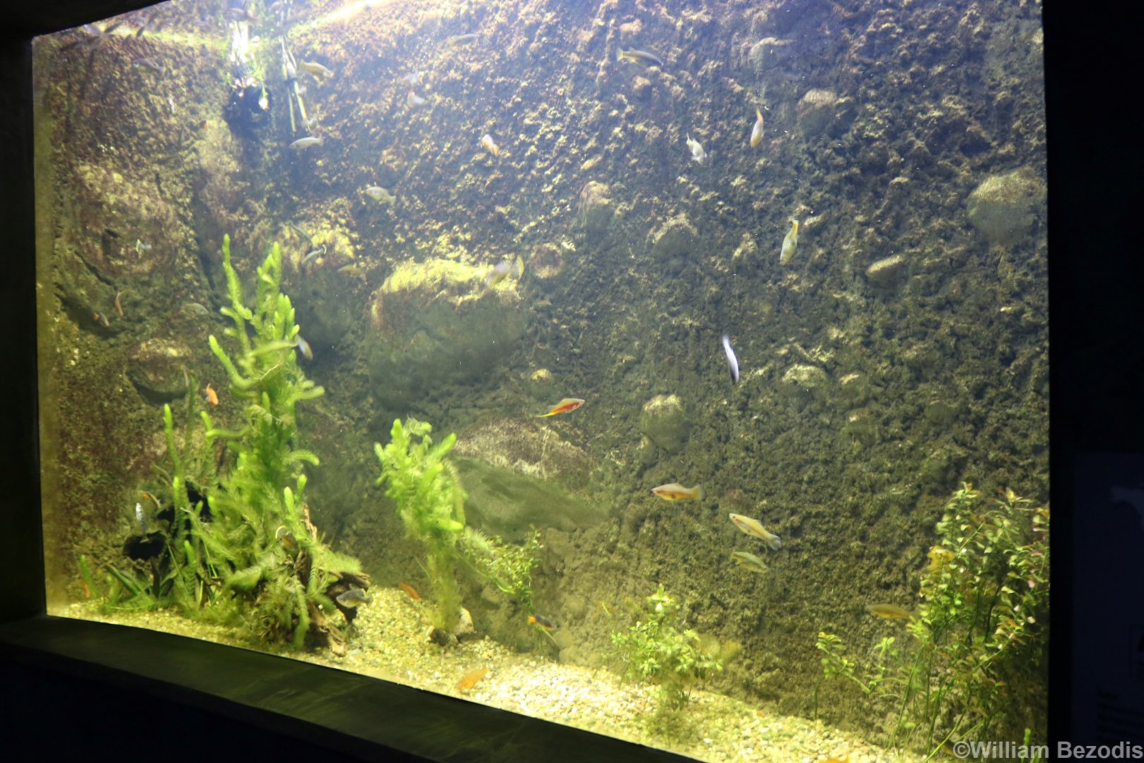 Central American Tank