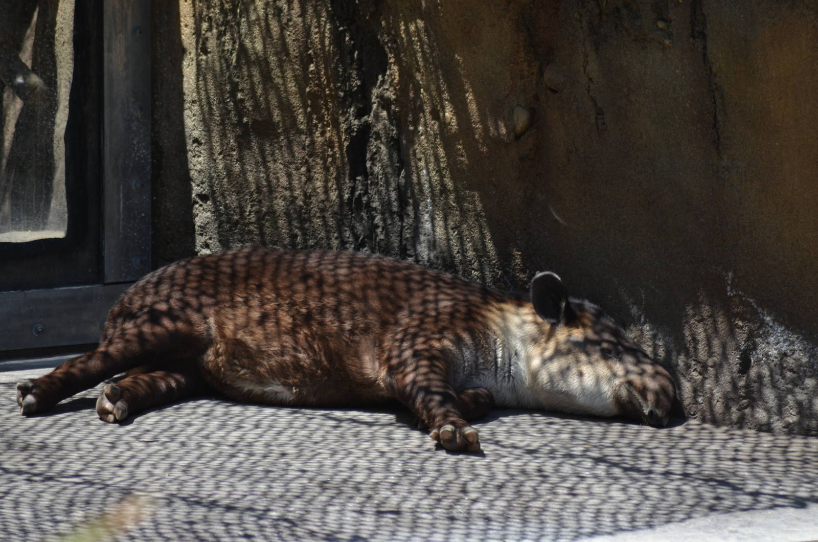Central American Tapir