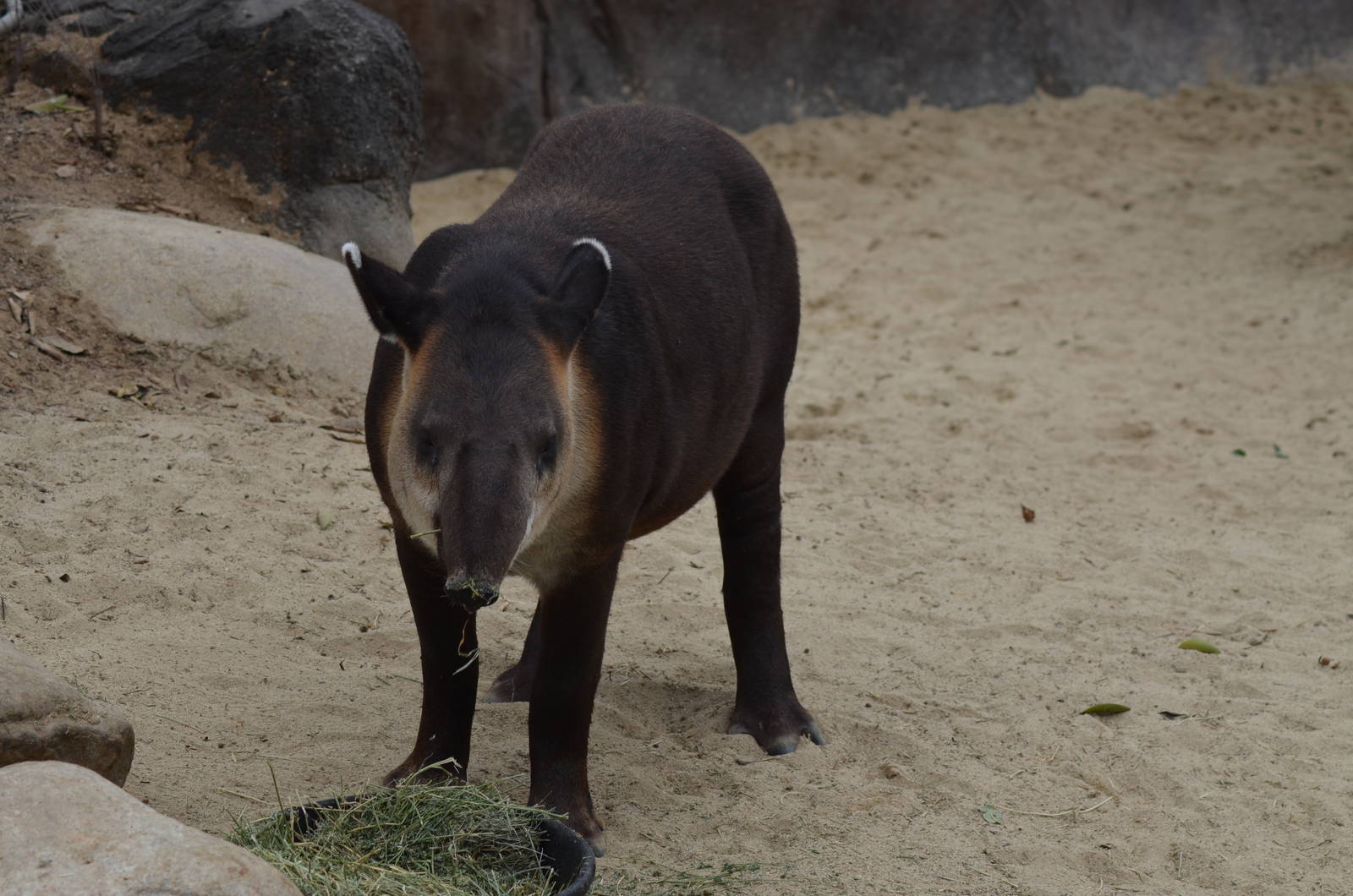 Central American Tapir