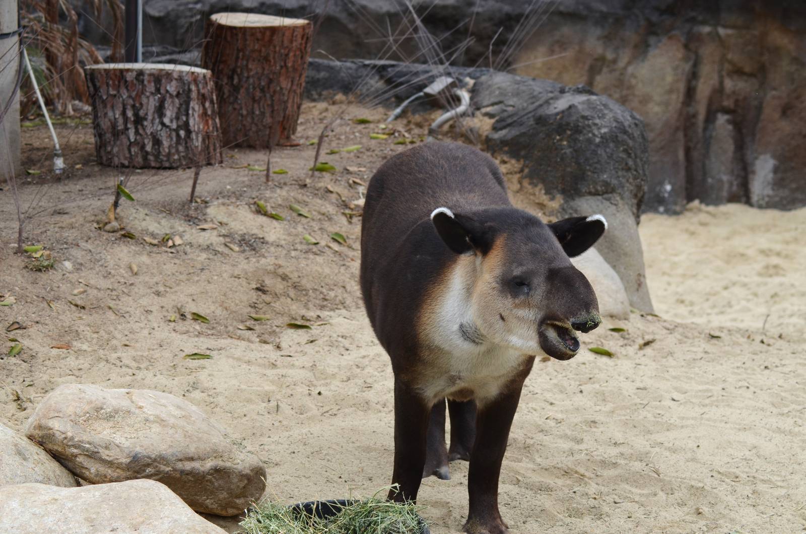 Central American Tapir
