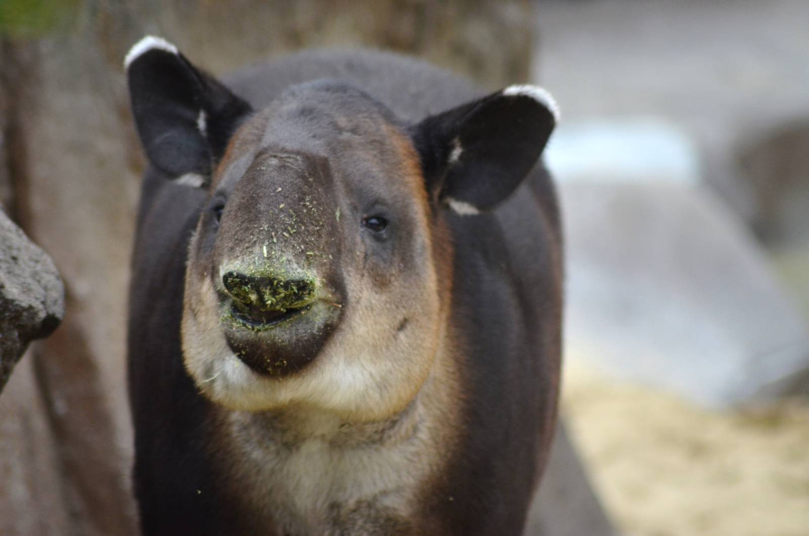 Central American Tapir