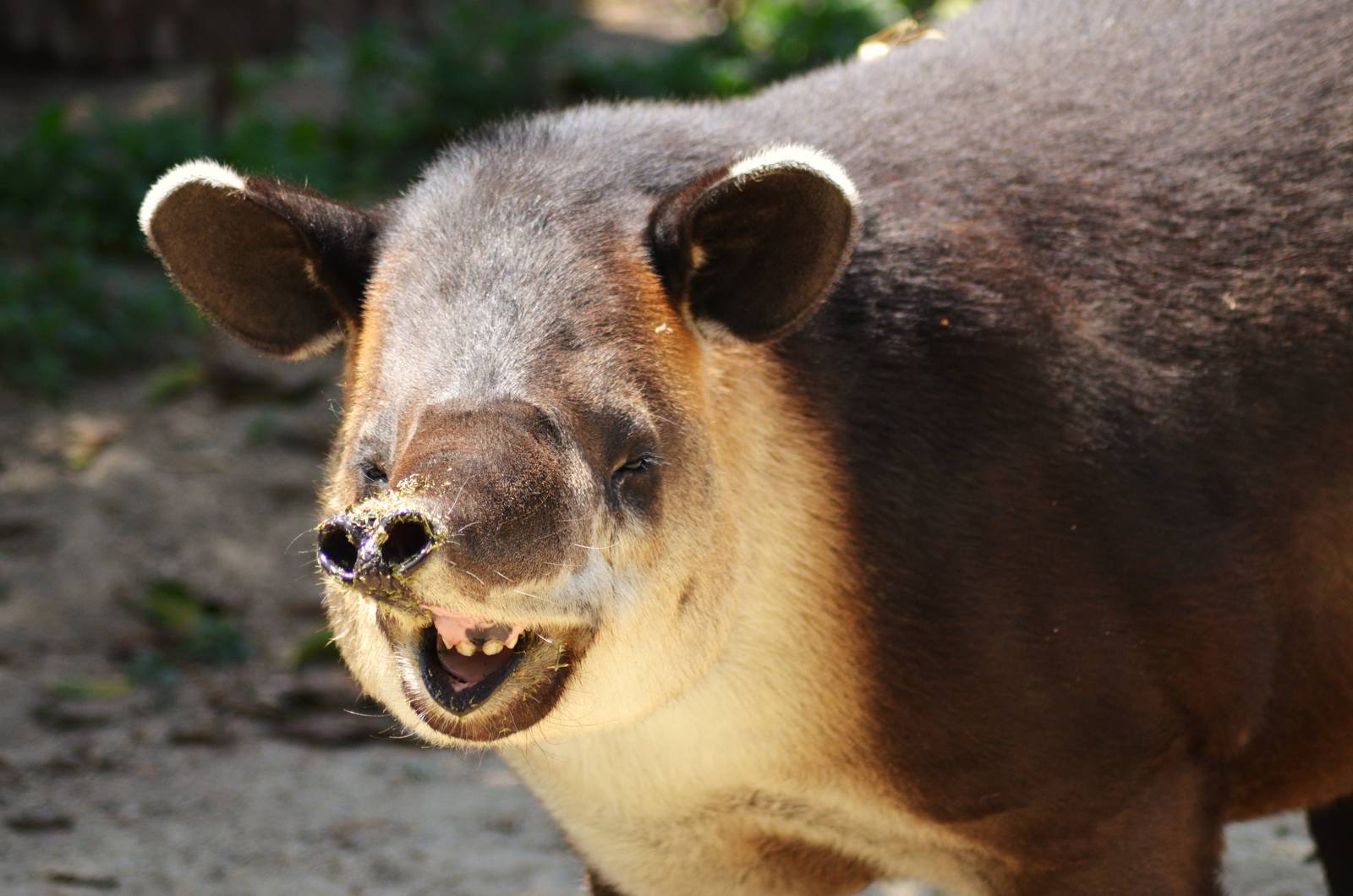 Central American Tapir