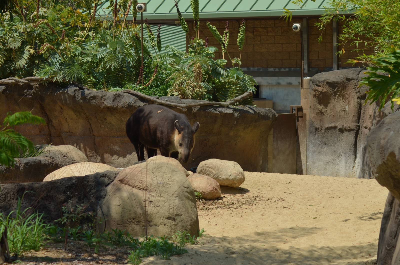 Central American Tapir