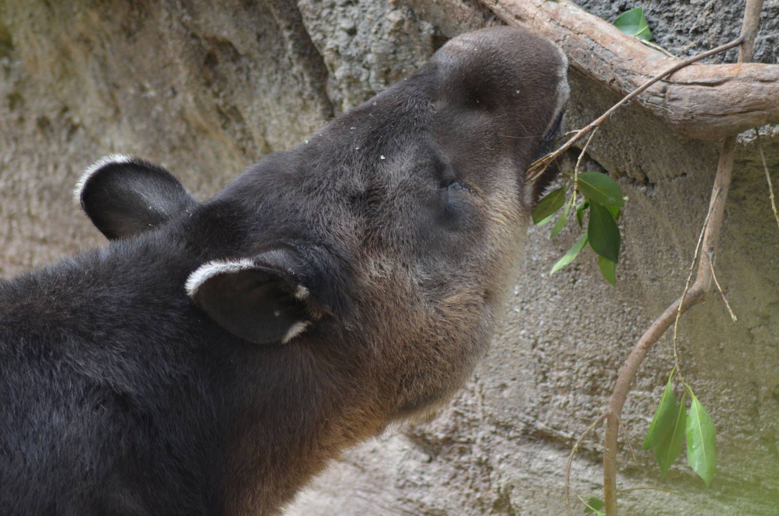 Central American Tapir