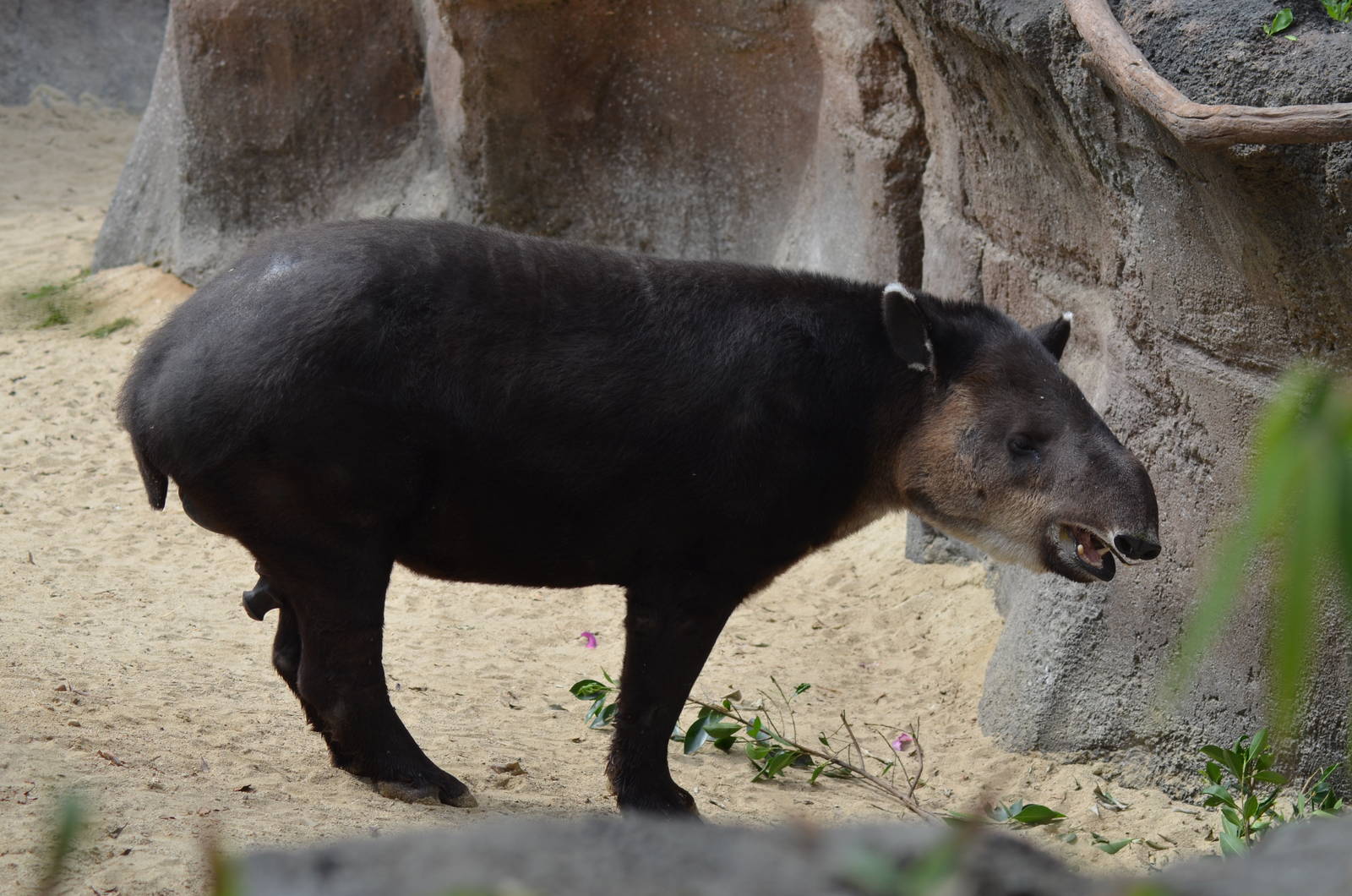 Central American Tapir