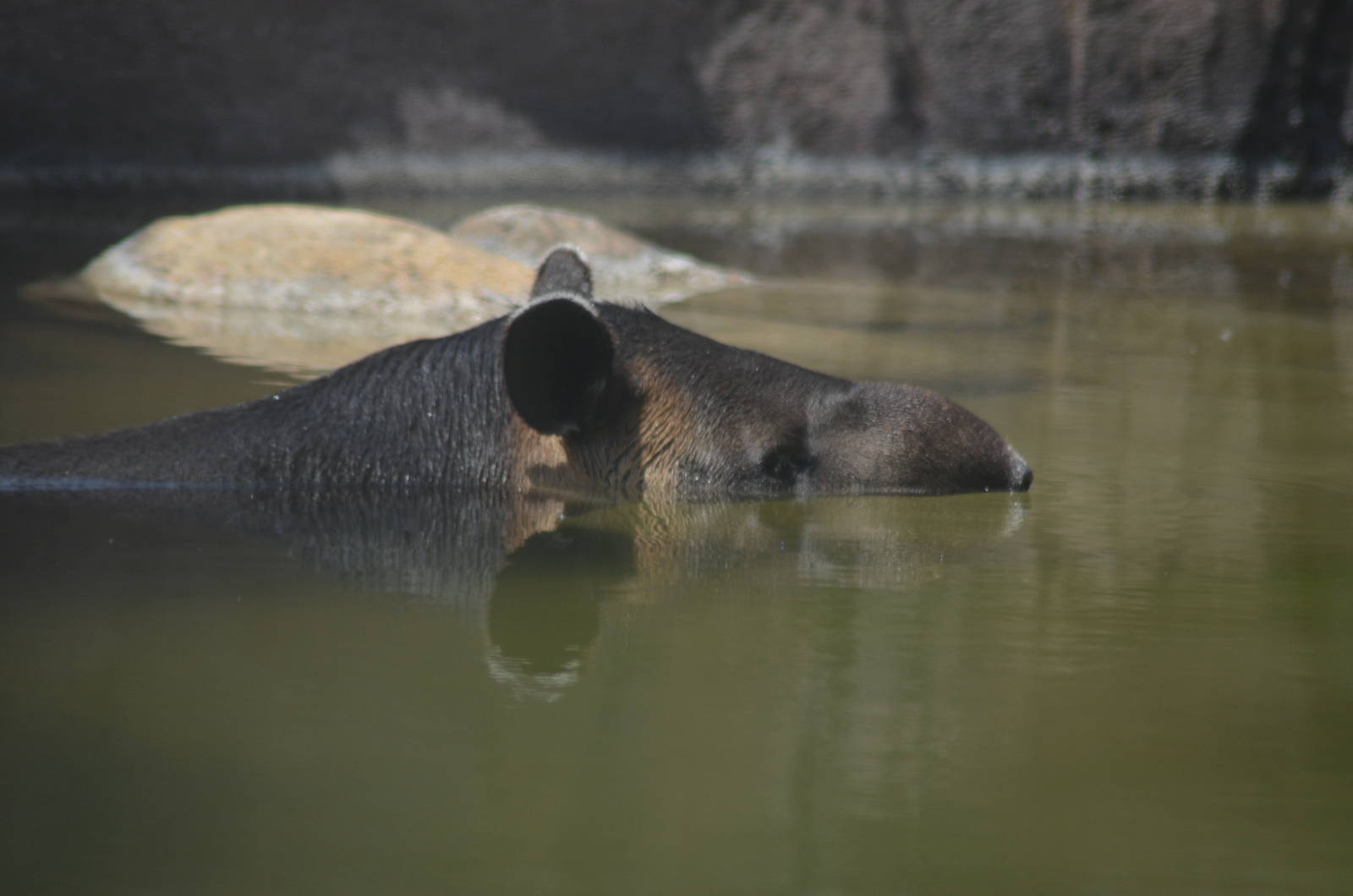 Central American Tapir