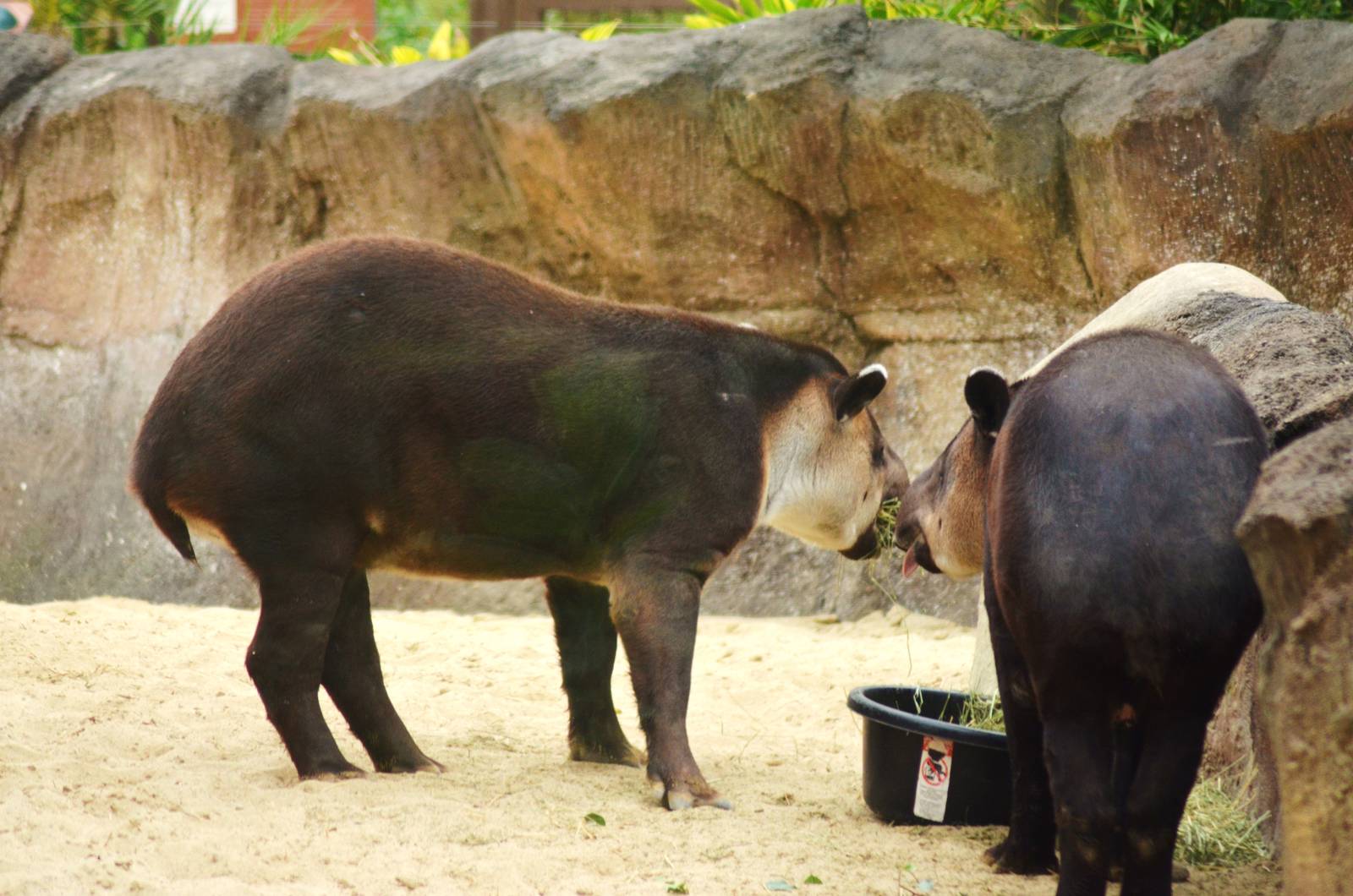 Central American Tapirs