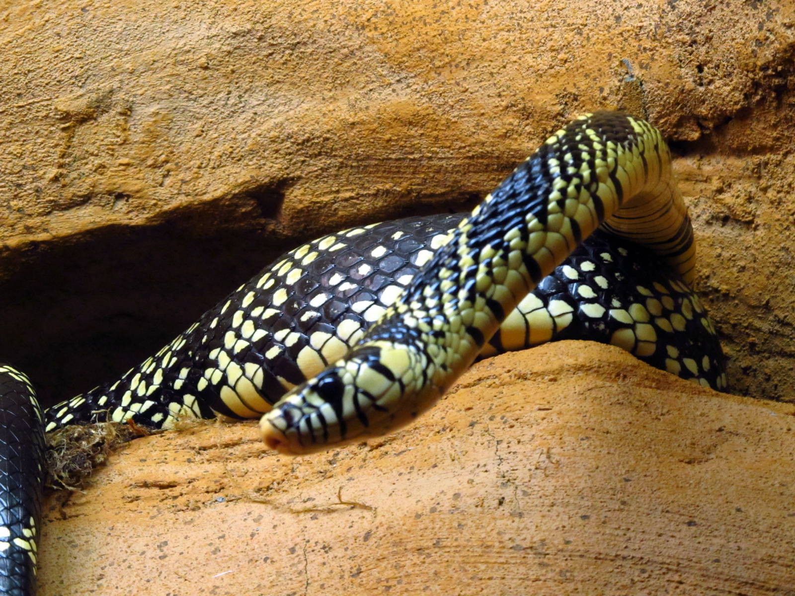 Central American Tiger Rat Snake